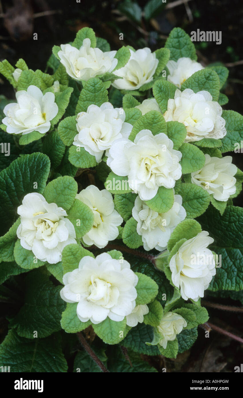 Double primrose, Primula vulgaris 'Dawn Ansell' Stock Photo