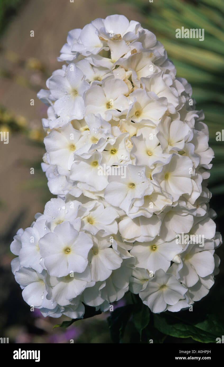 Phlox paniculata 'White Admiral' Stock Photo