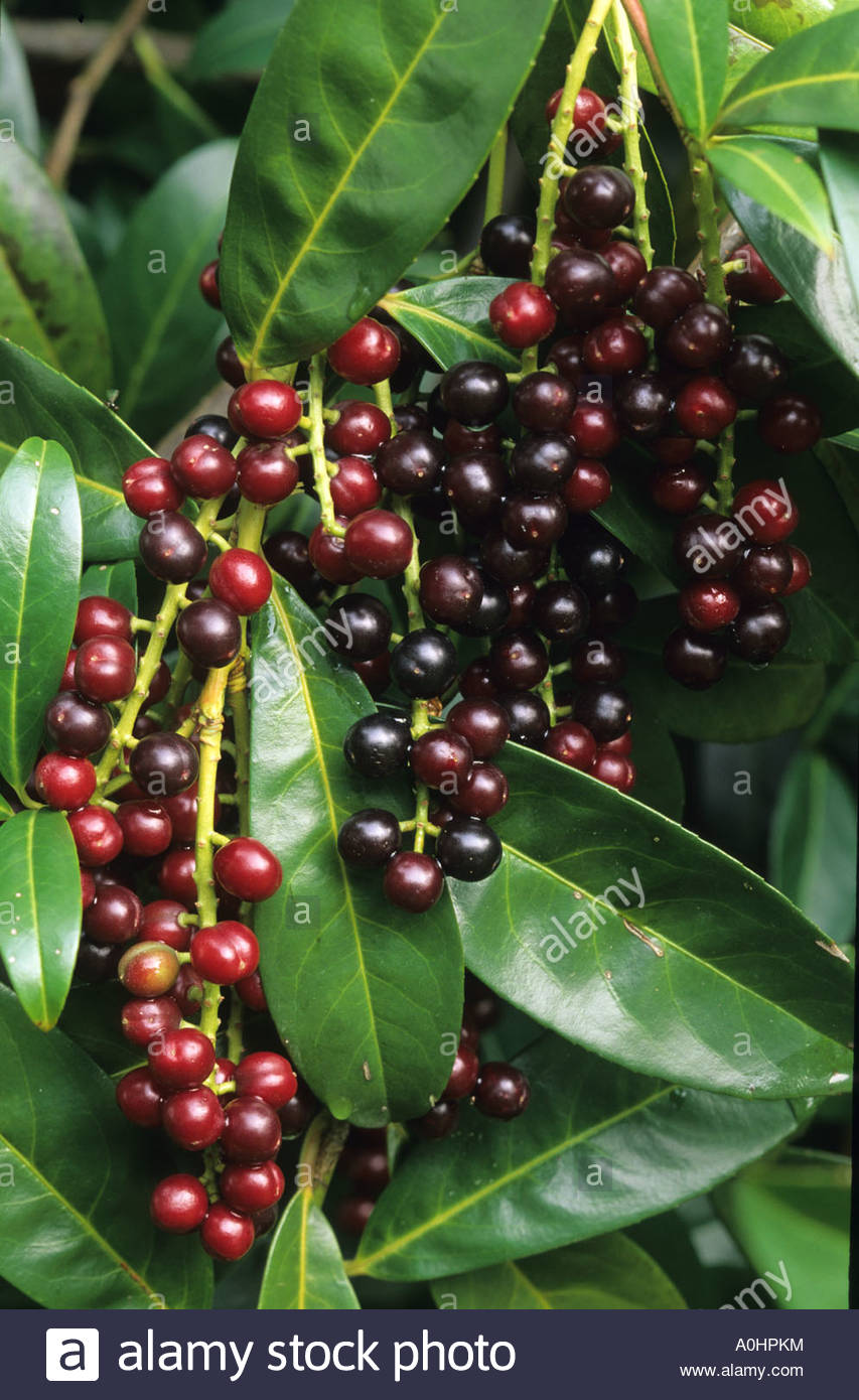 Laurel Berries Stock Photos & Laurel Berries Stock Images Page 2 Alamy