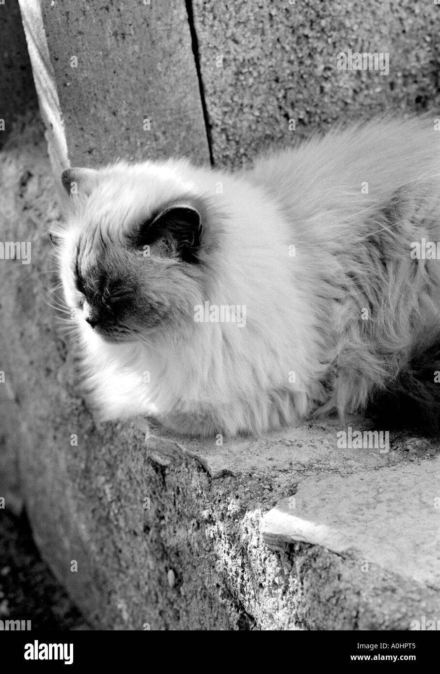 Cat lying down Stock Photo