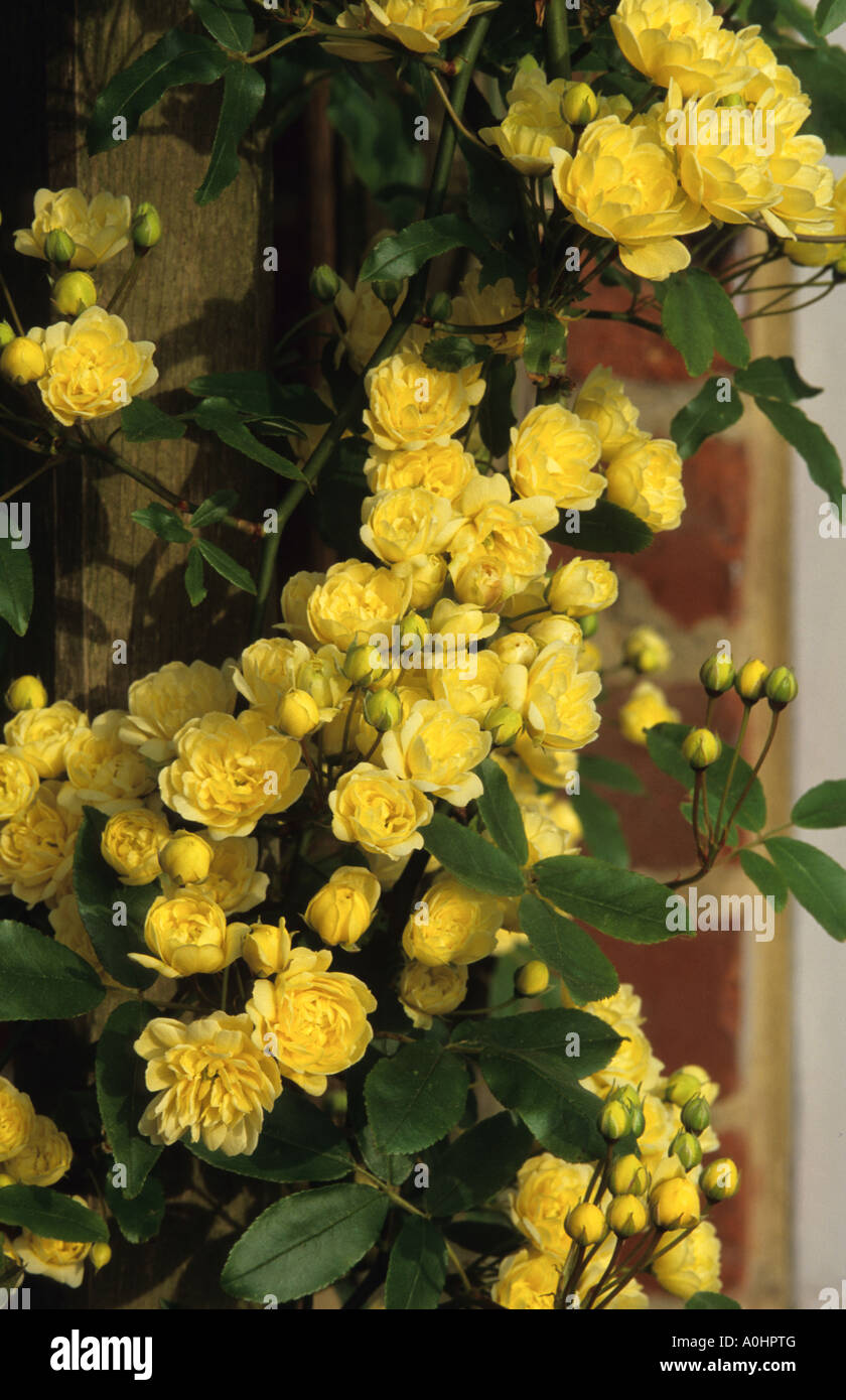 yellow climbing rose. Rosa banksii 'Lutea' Stock Photo Alamy