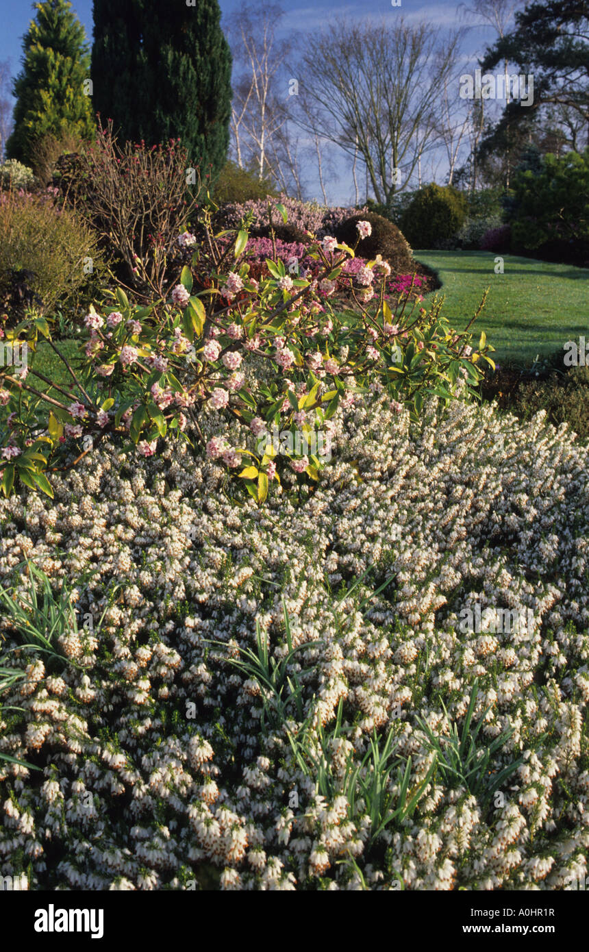 Champs Hill. Sussex. Erica carnea 'Springwood White', Daphne odora 'Aureomarginata' on sloping site in Spring Stock Photo