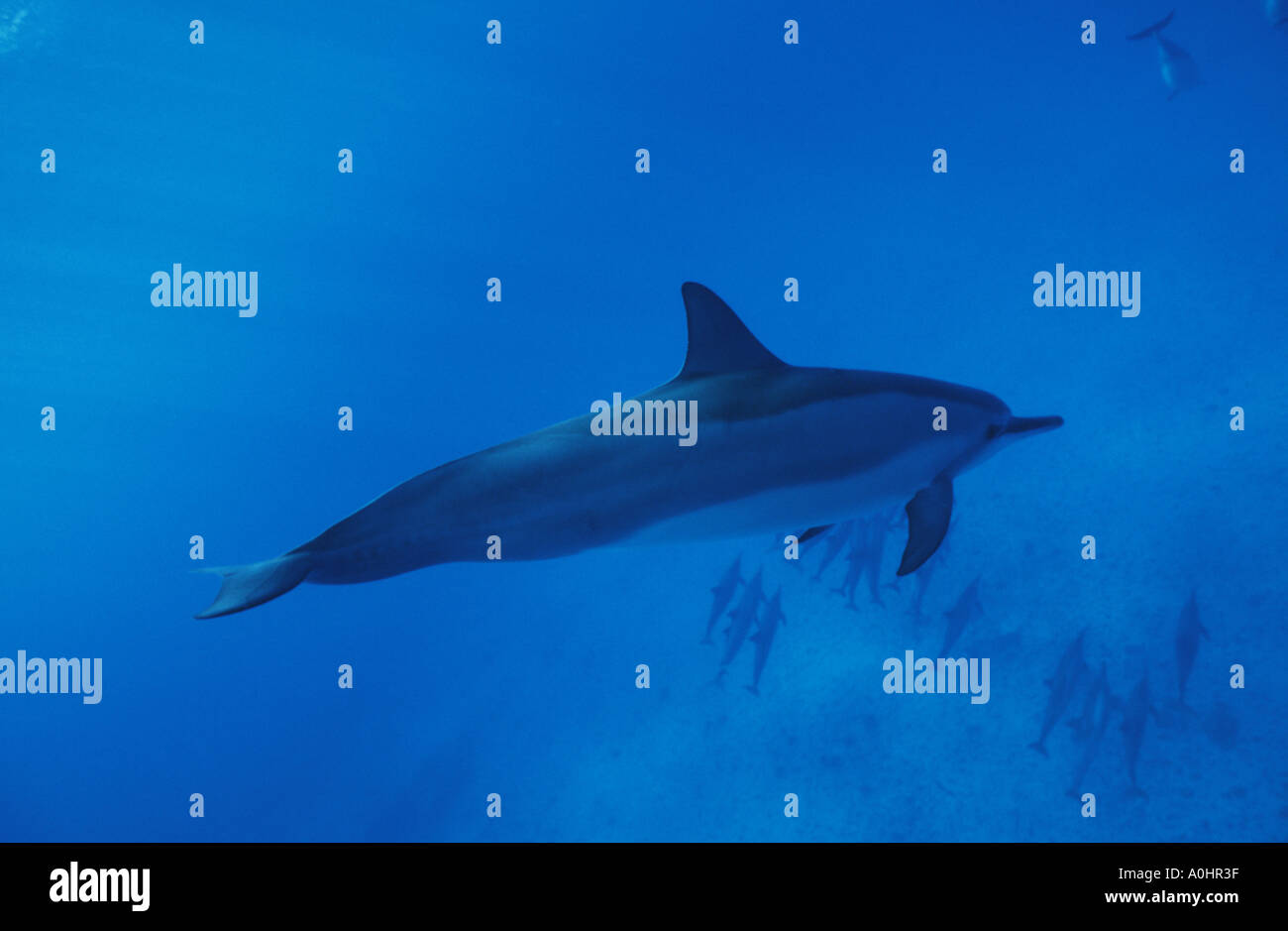 Spinner dolphins kona hires stock photography and images Alamy