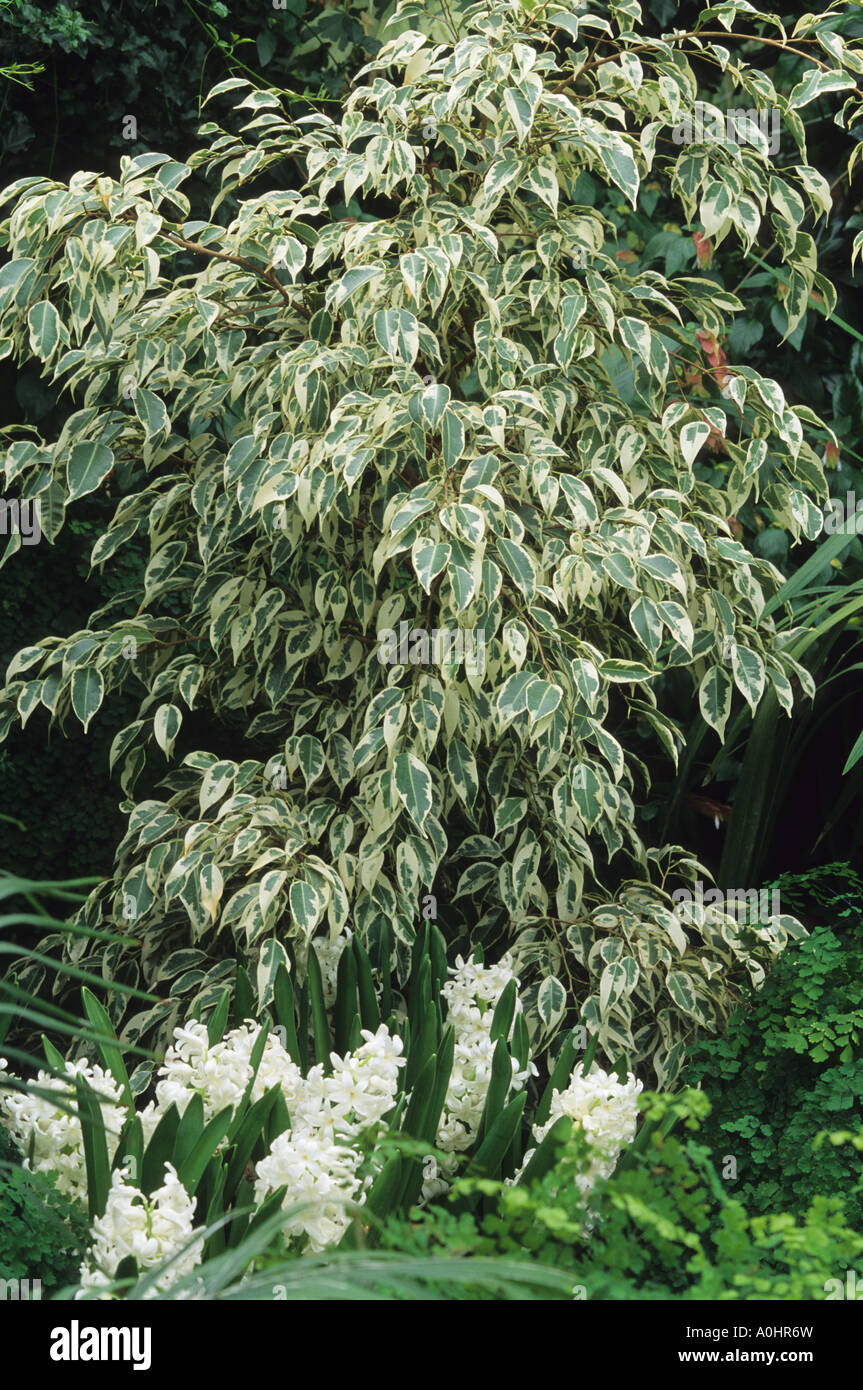Ficus benjamina 'Variegata' Stock Photo