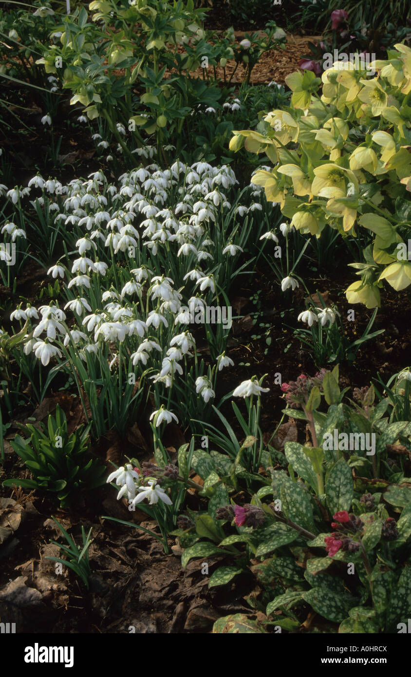 Snowdrops. Galanthus nivalis 'Flore Pleno'. Helleborus 'Sirius'. Pulmonaria Stock Photo