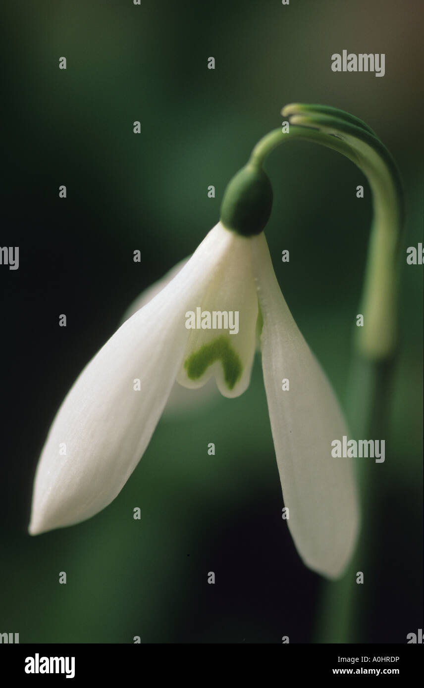 Snowdrop. Galanthus reginae-olgae Stock Photo