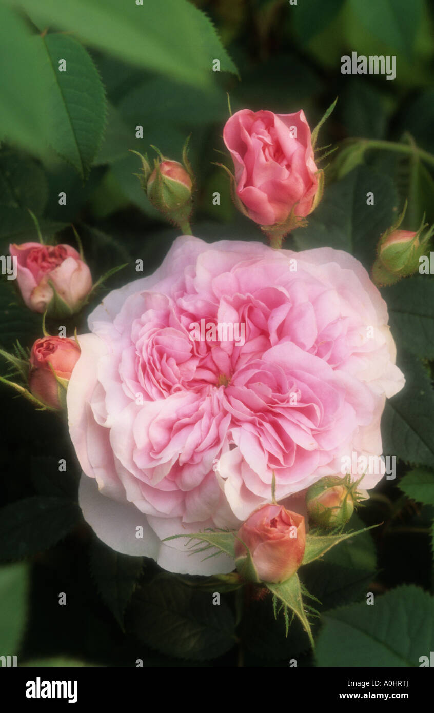 Rosa Queen of Denmark light pink alba rose Stock Photo
