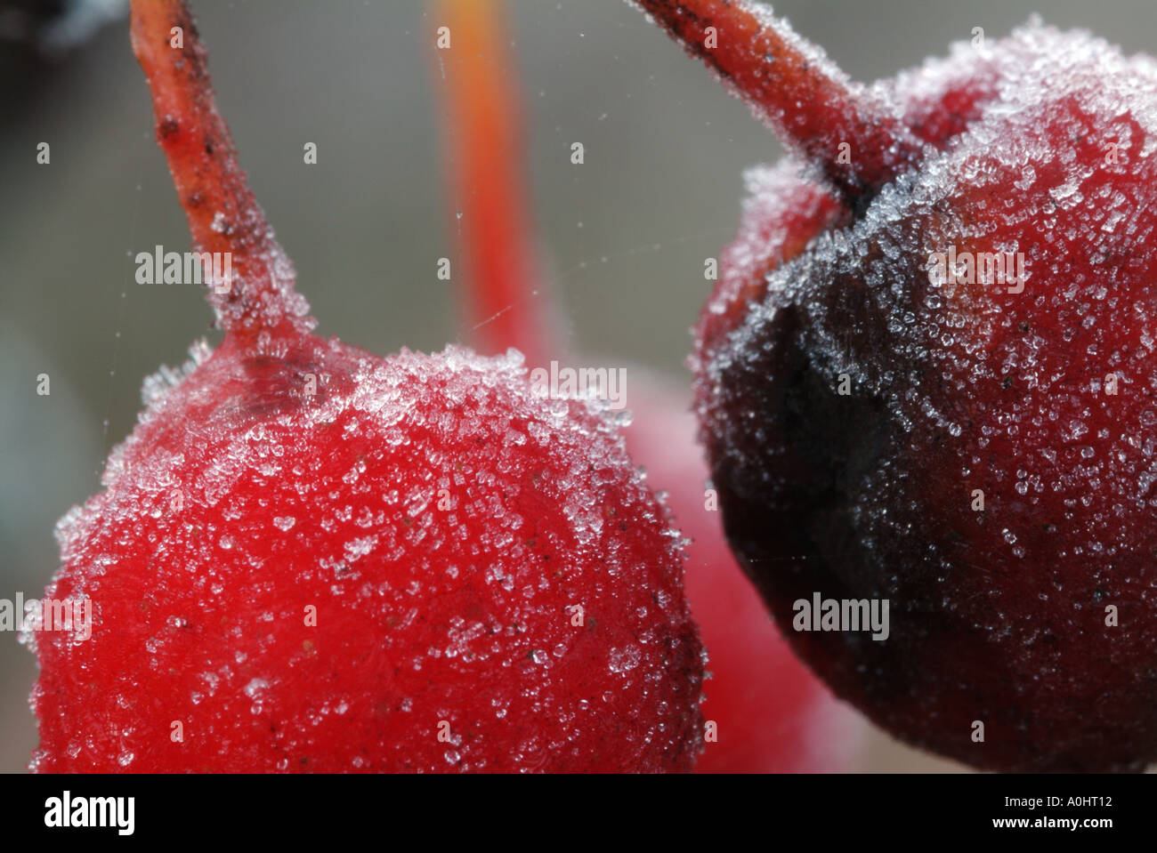 Hoar frost on red berries of the Whitebeam (latin name Sorbus aria), Scotland, UK. Stock Photo