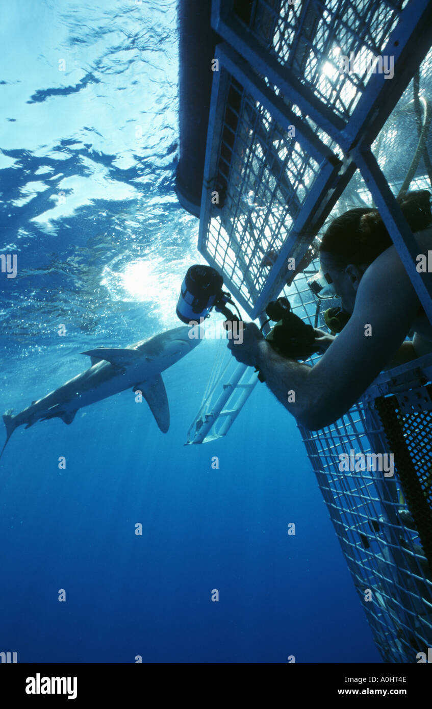 Underwater photographer cage diving with Oceanic white tip sharks Kona