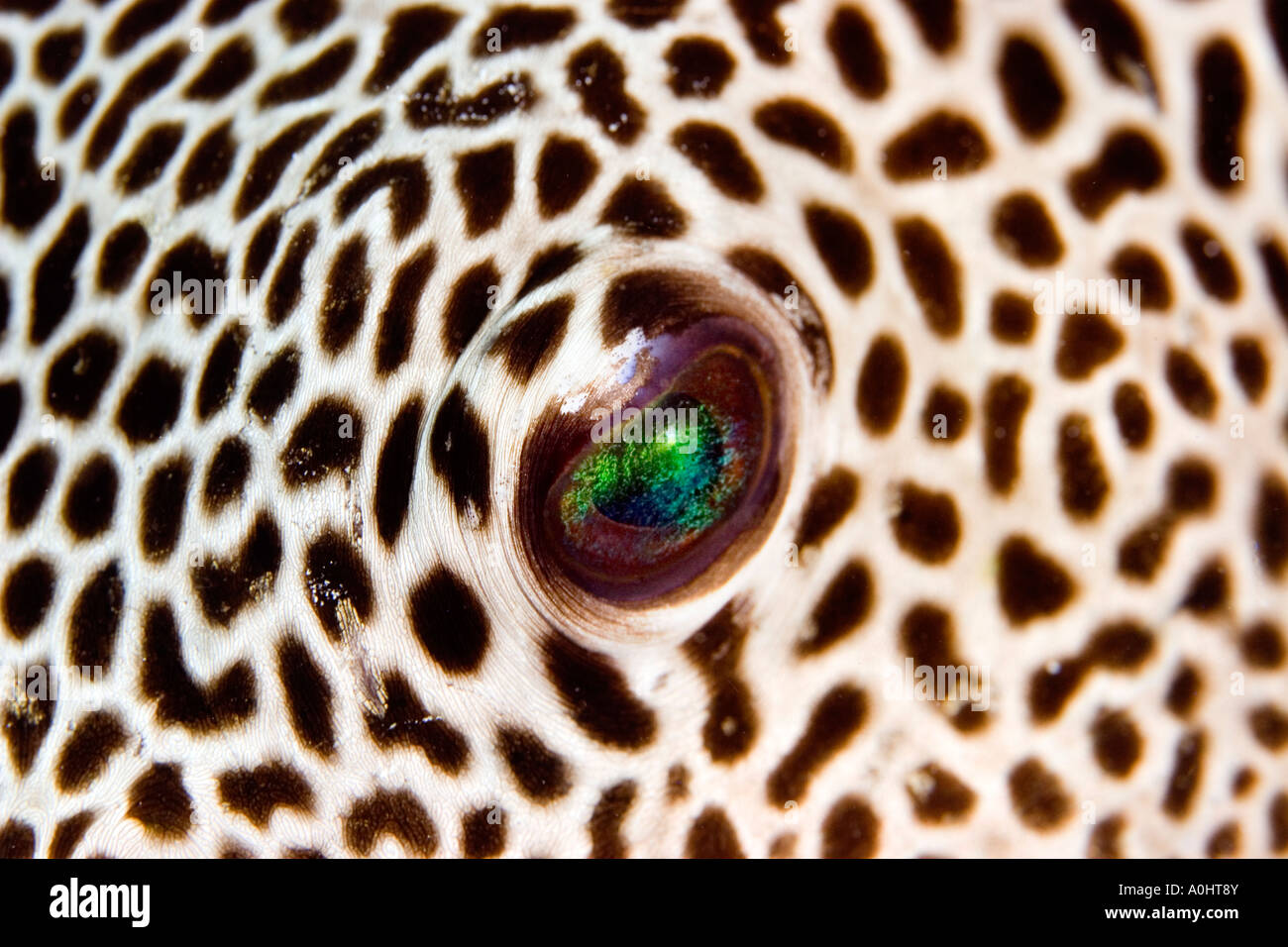 The eye of a Starry eyed Pufferfish in the Red Sea Photo by Adam Butler Stock Photo