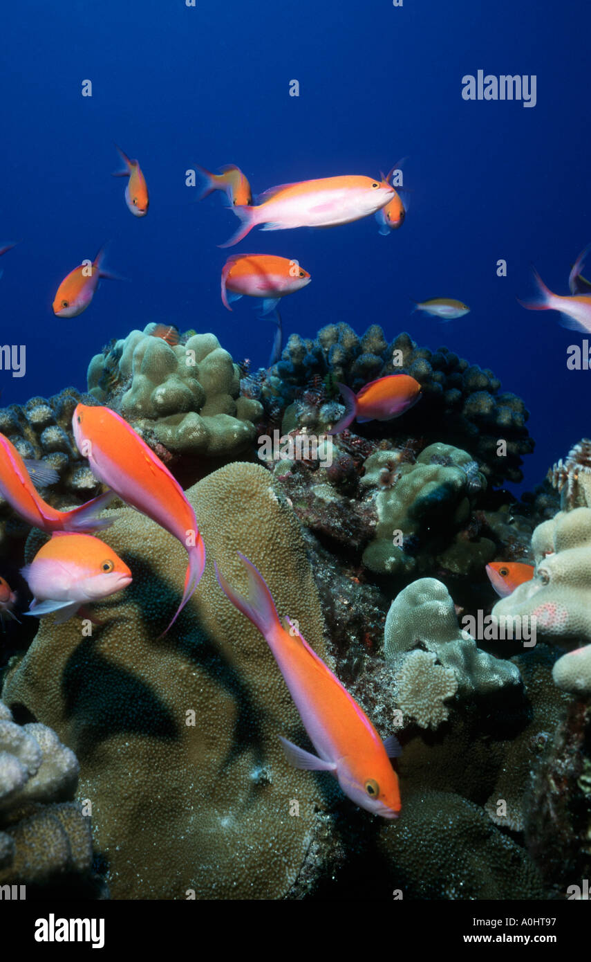 Bicolor Anthias on a deep isolated coral head Kona Hawaii  Stock Photo