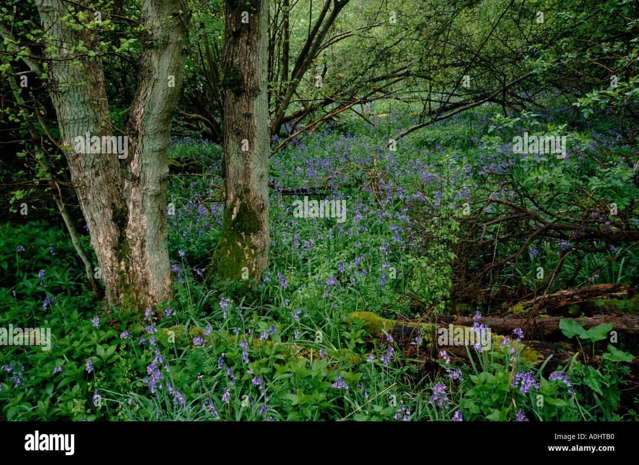 Bluebells in Brampton Wood Cambs Stock Photo