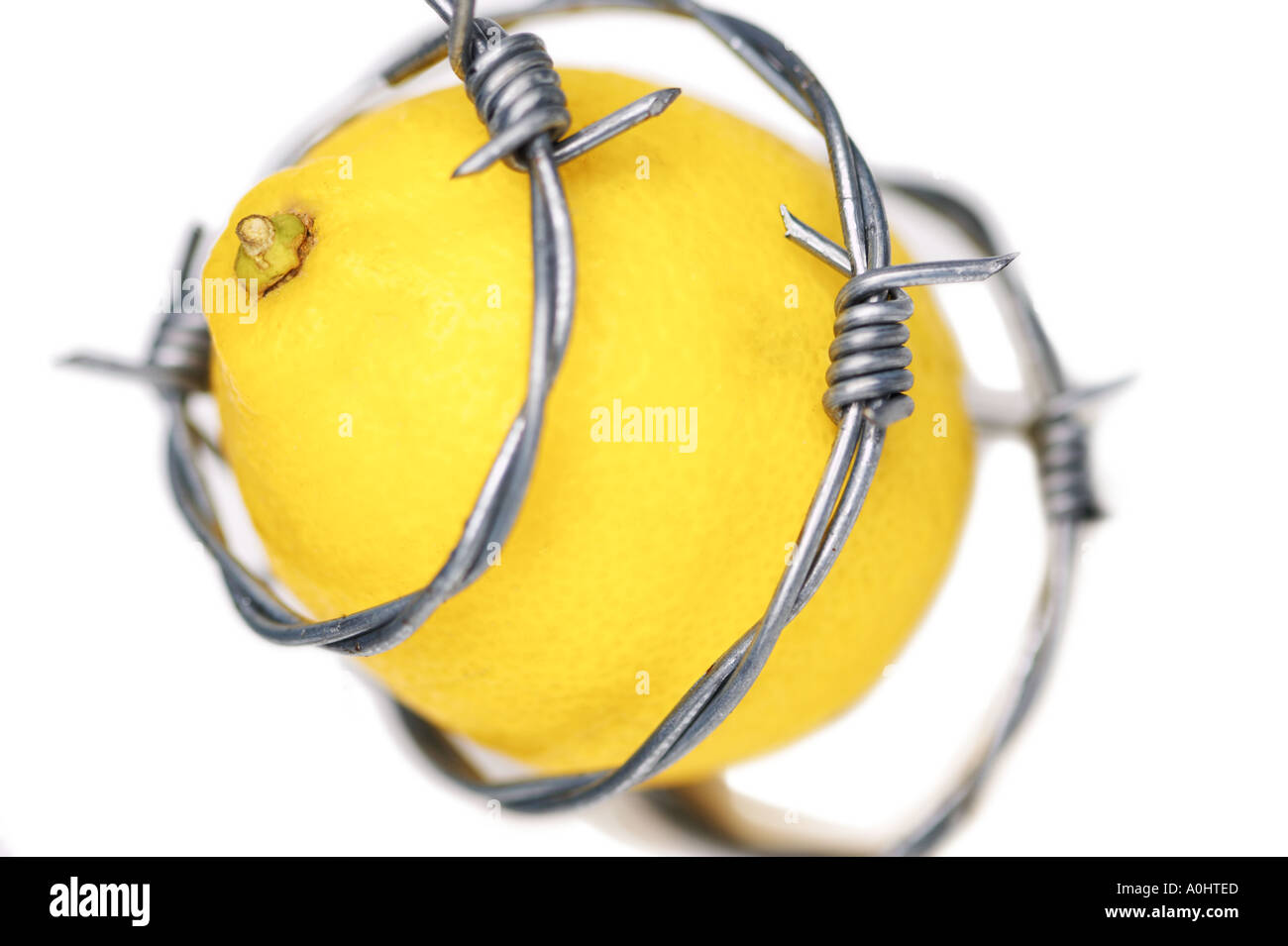 Barbed Throat High Resolution Stock Photography and Images Alamy