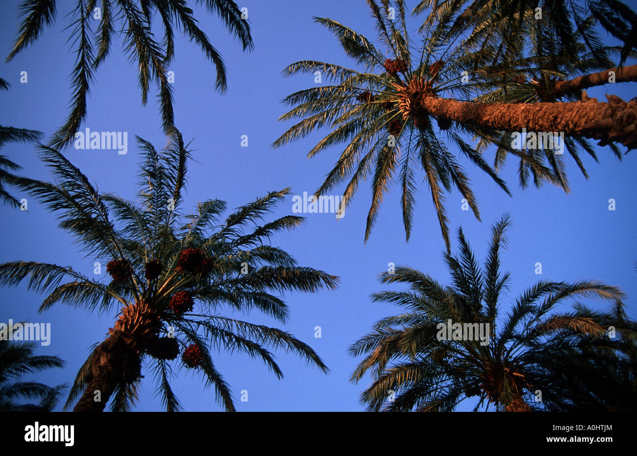 under many palm trees sky look up above Stock Photo