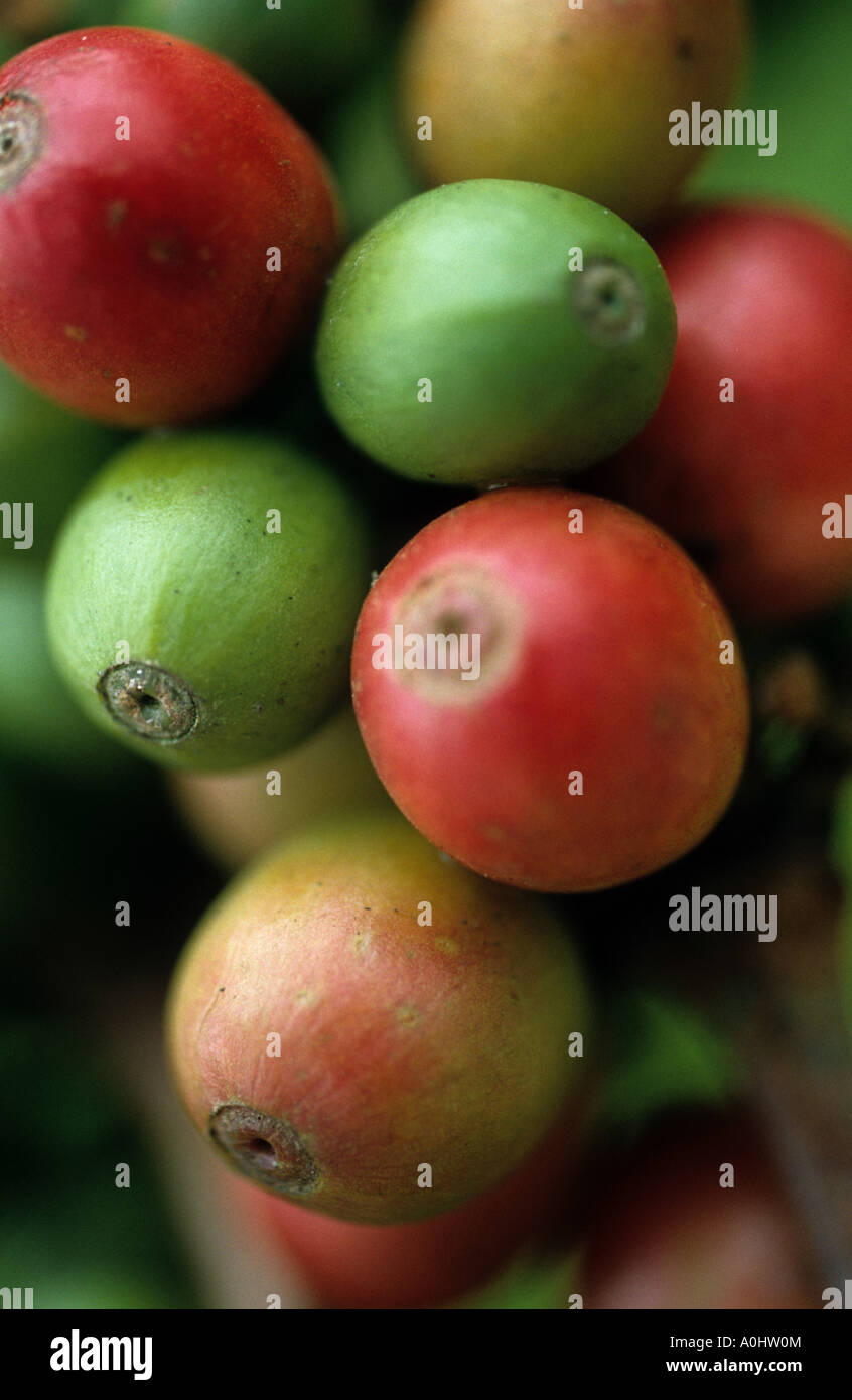 coffee plant fruit tree detail grow south america brazil Stock Photo