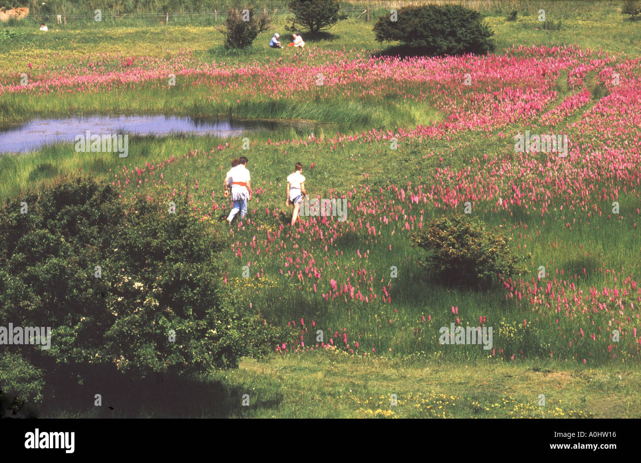 Spring Marsh Orchids on Lincolnshire coastal marshland Rimac Nature