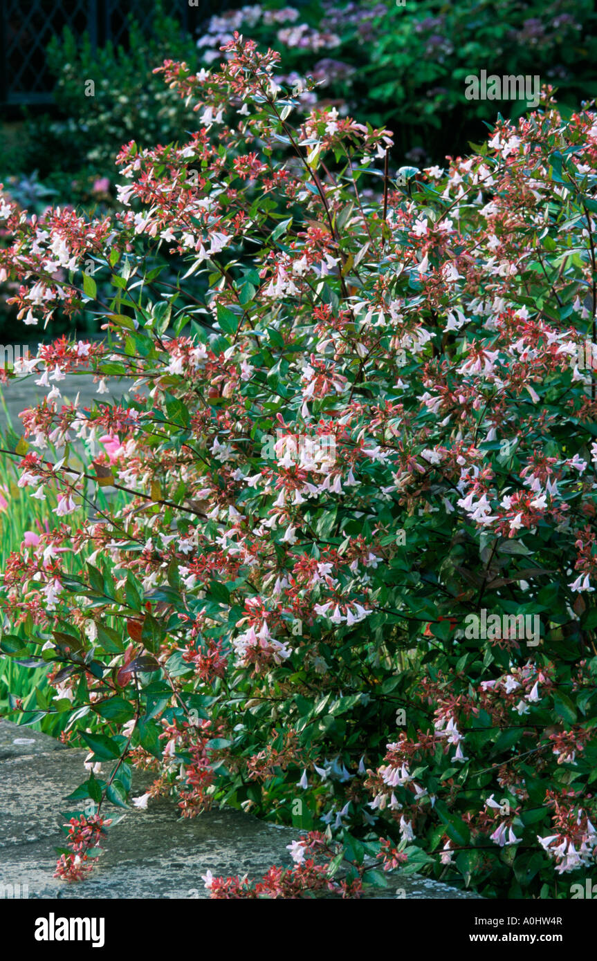 Abelia grandiflora Stock Photo