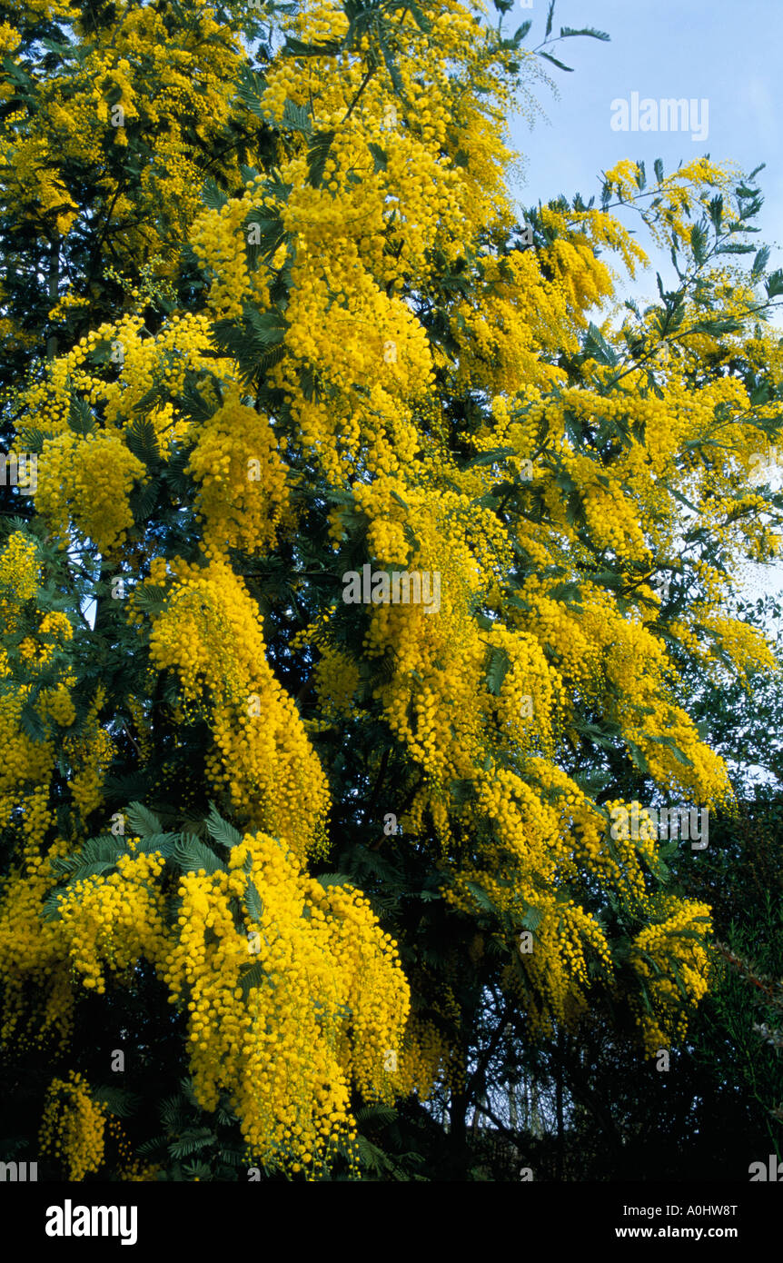 Perfume Acacia Acacia Hi Res Stock Photography And Images Alamy Perfume Acacia Acacia Hi Res Stock Photography And Images Alamy