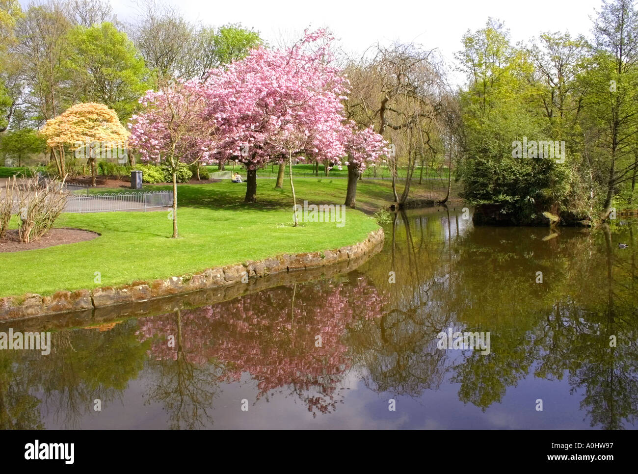 Spring blossom by pond in Sefton Park Liverpool Stock Photo
