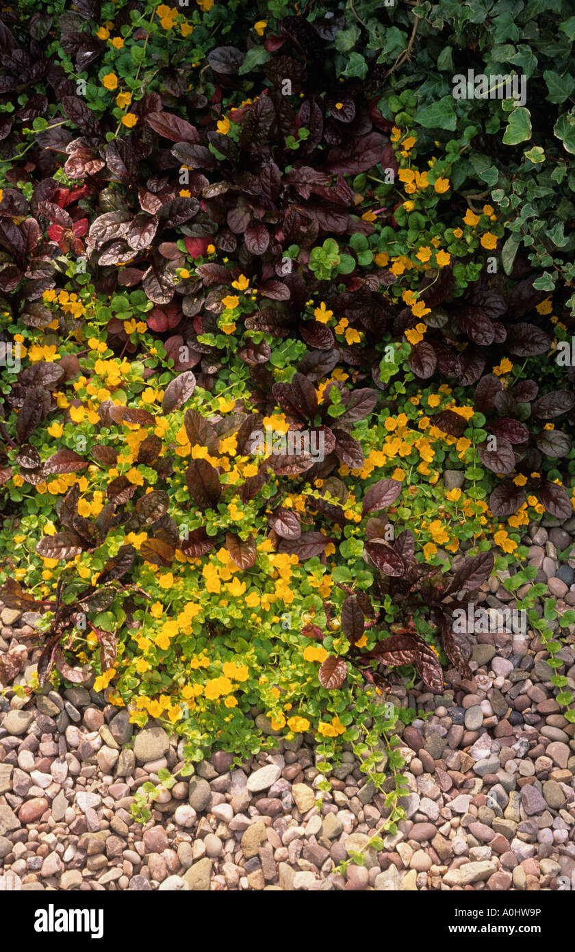 Ajuga reptans 'Burgundy Glow'. Creeping Jenny. Stock Photo