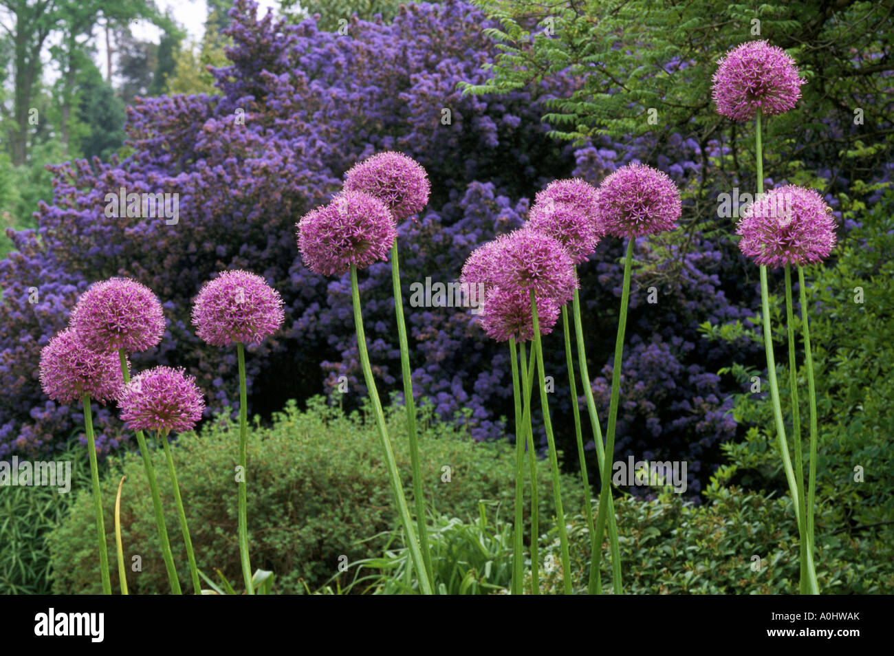 Hilliers Arboretum. Hampshire. Allium rosenbachianum. Stock Photo