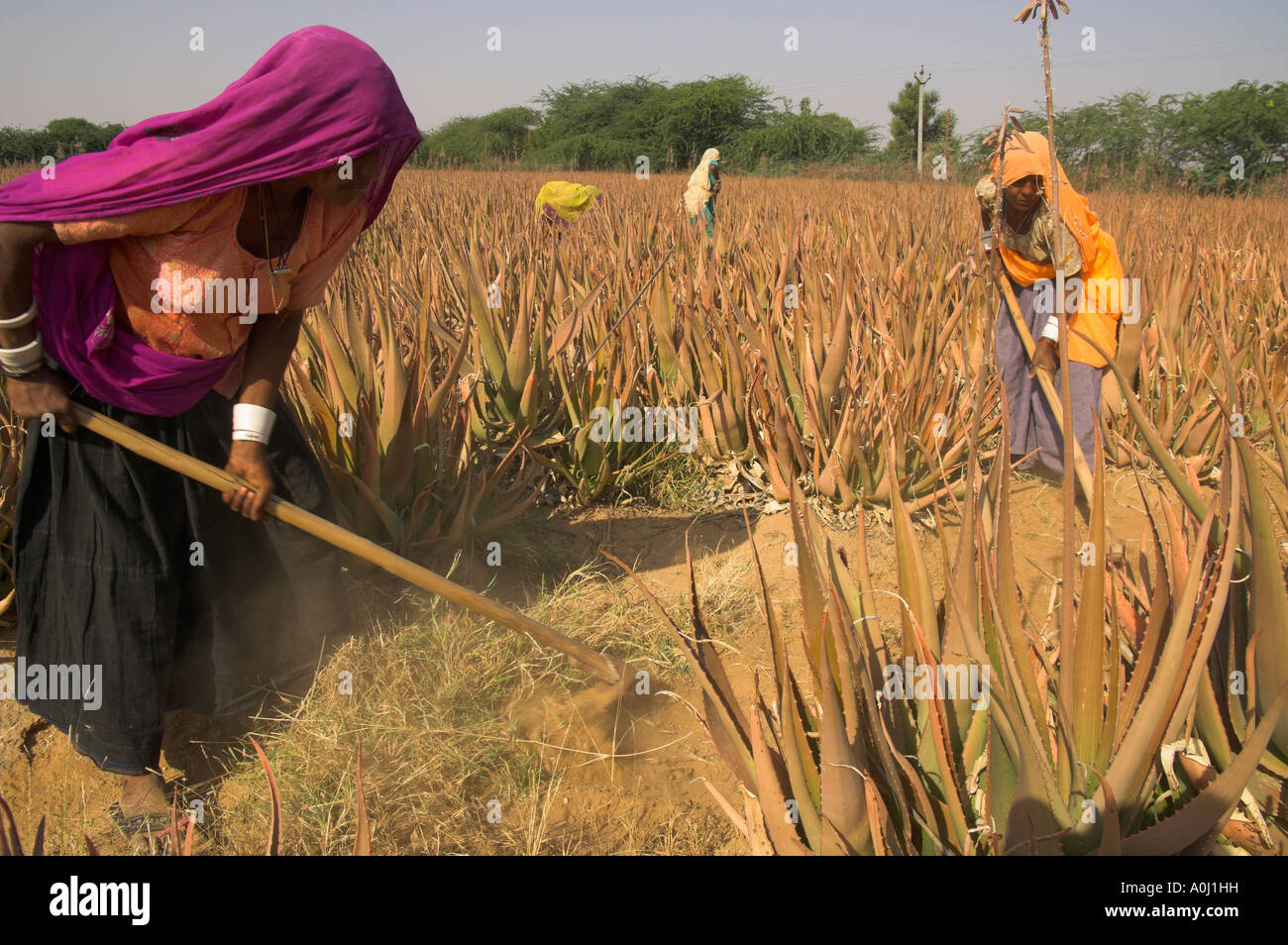 Rajasthan agriculture hires stock photography and images Alamy