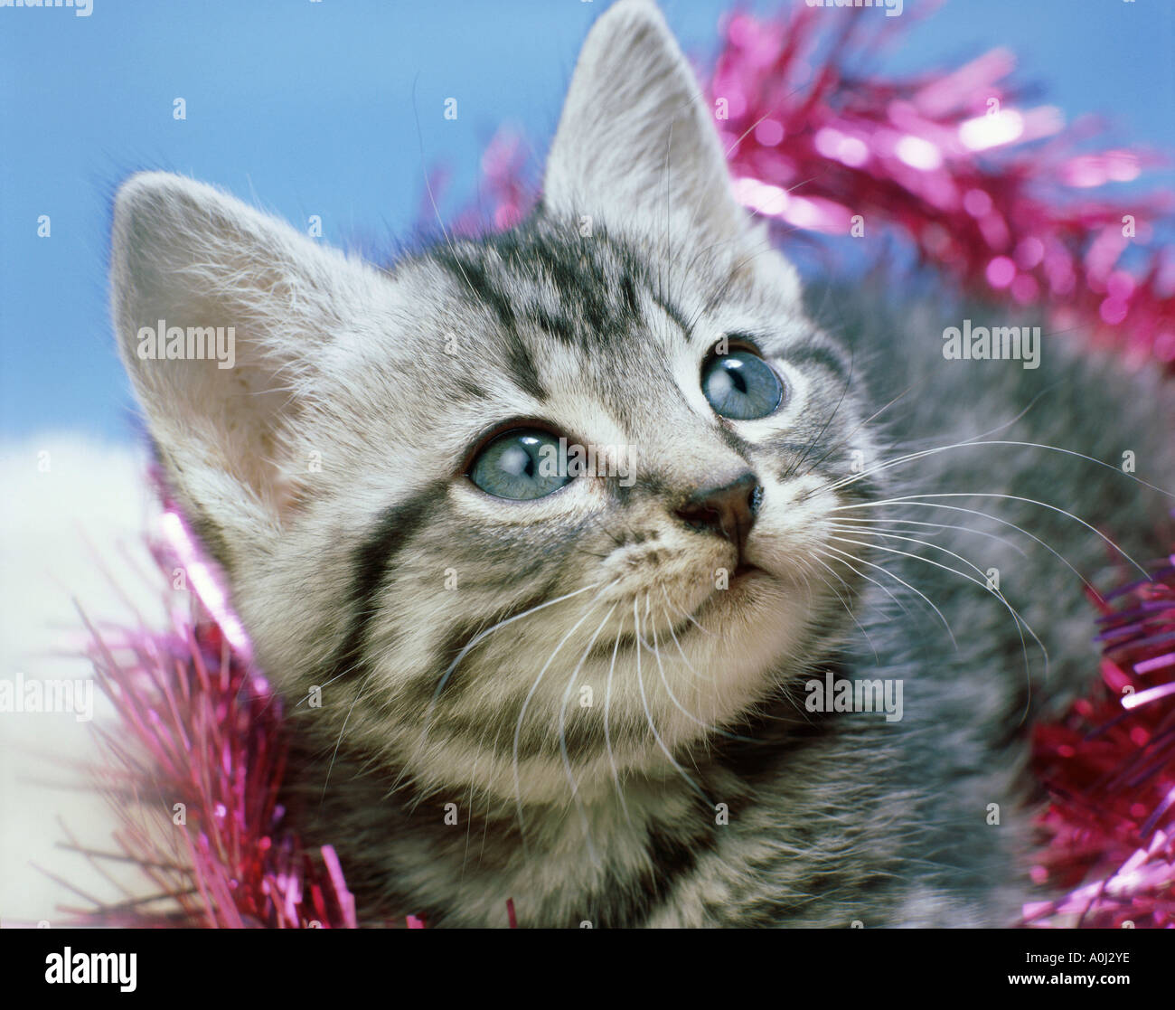 Close-up of a kitten wrapped in decorations Stock Photo