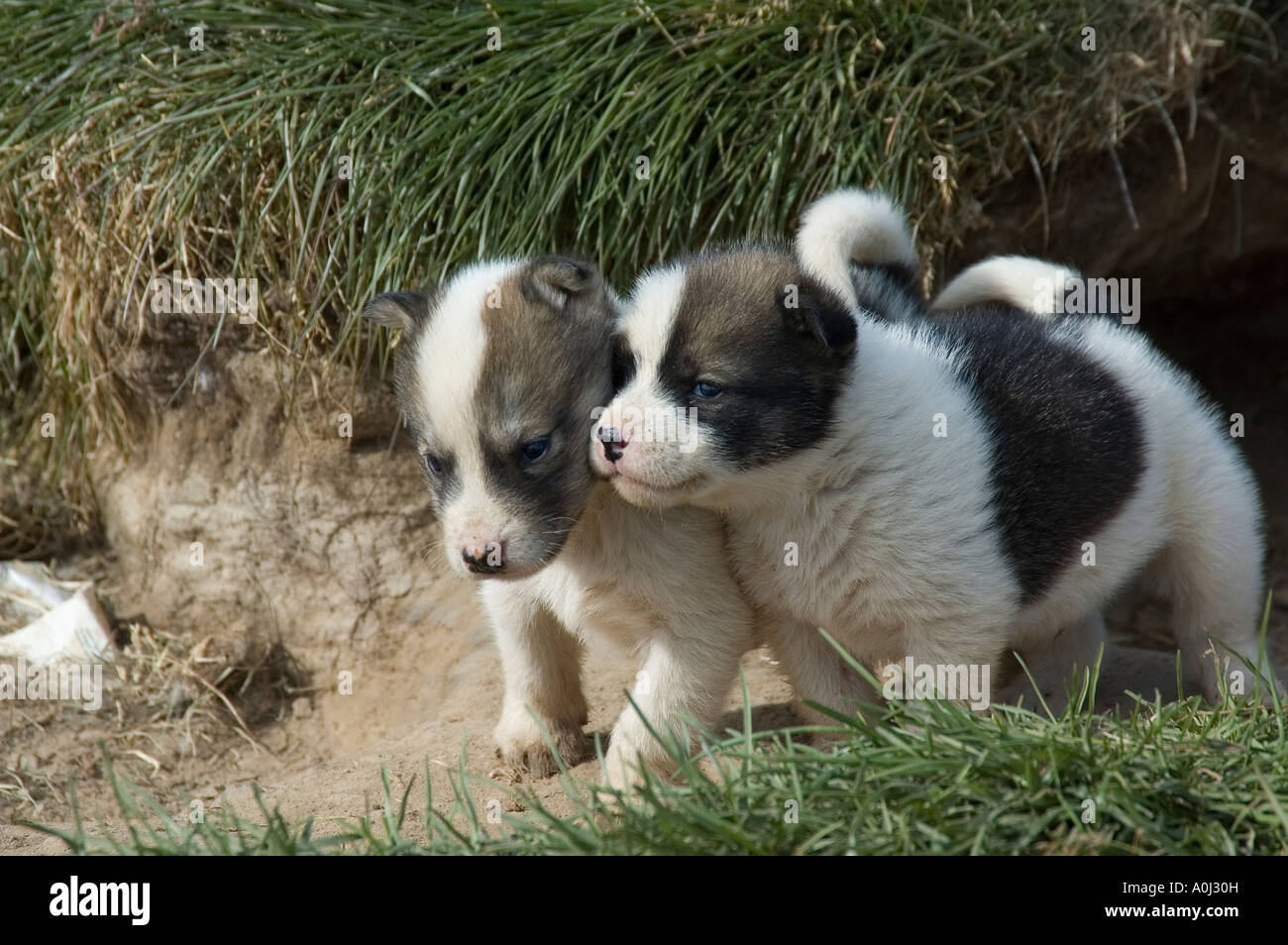 Greenland dogs, puppies, Greenland Stock Photo - Alamy