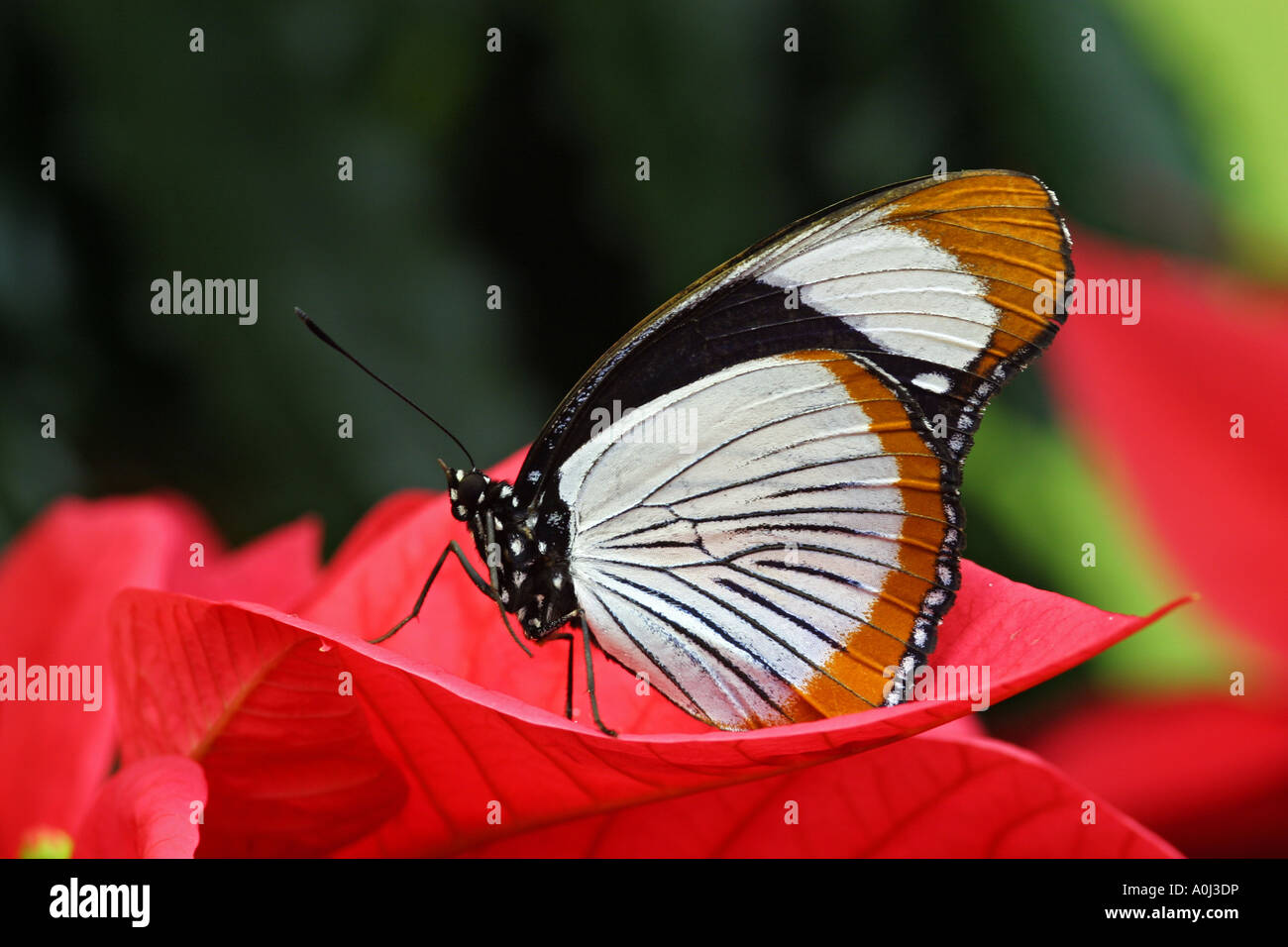 Tropical butterfly Red-spotted Diadem Hypolimnas usumbara, Asia, on top of the blossom of a Poinsettia Euphorbia pulcherrima Stock Photo