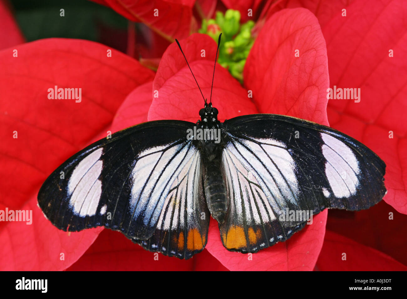 Tropical butterfly Red-spotted Diadem Hypolimnas usumbara, Asia Stock Photo