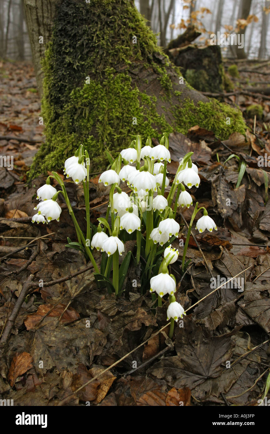 Spring Snowflake Leucojum vernum, the earliest spring messenger in the forest Stock Photo