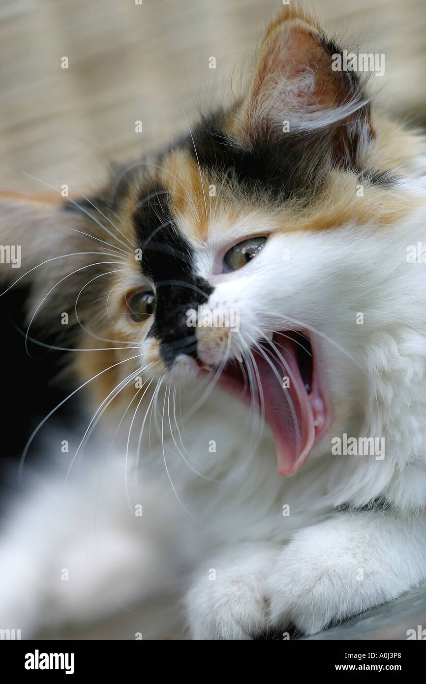Close-up of a kitten yawning Stock Photo