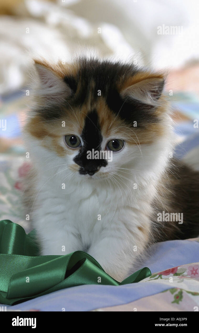 Kitten standing on a bed looking down Stock Photo