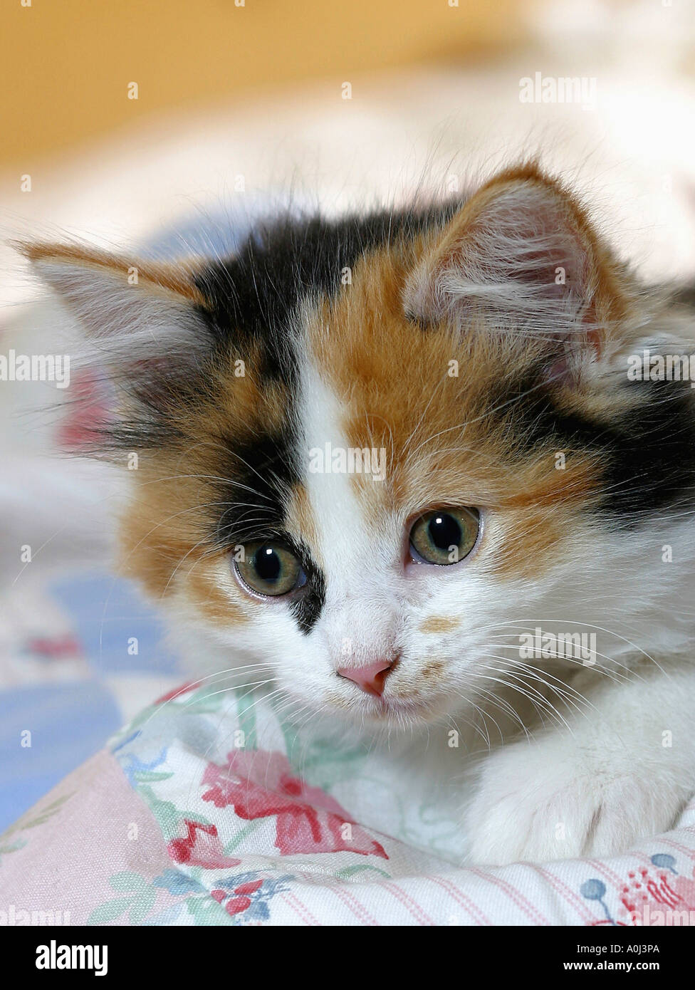 Close-up of a kitten Stock Photo