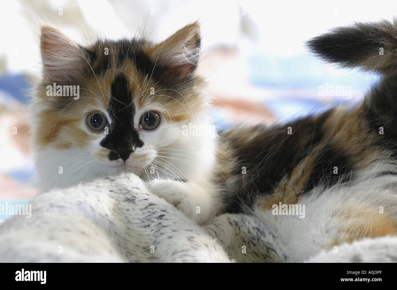 Close-up of a kitten Stock Photo