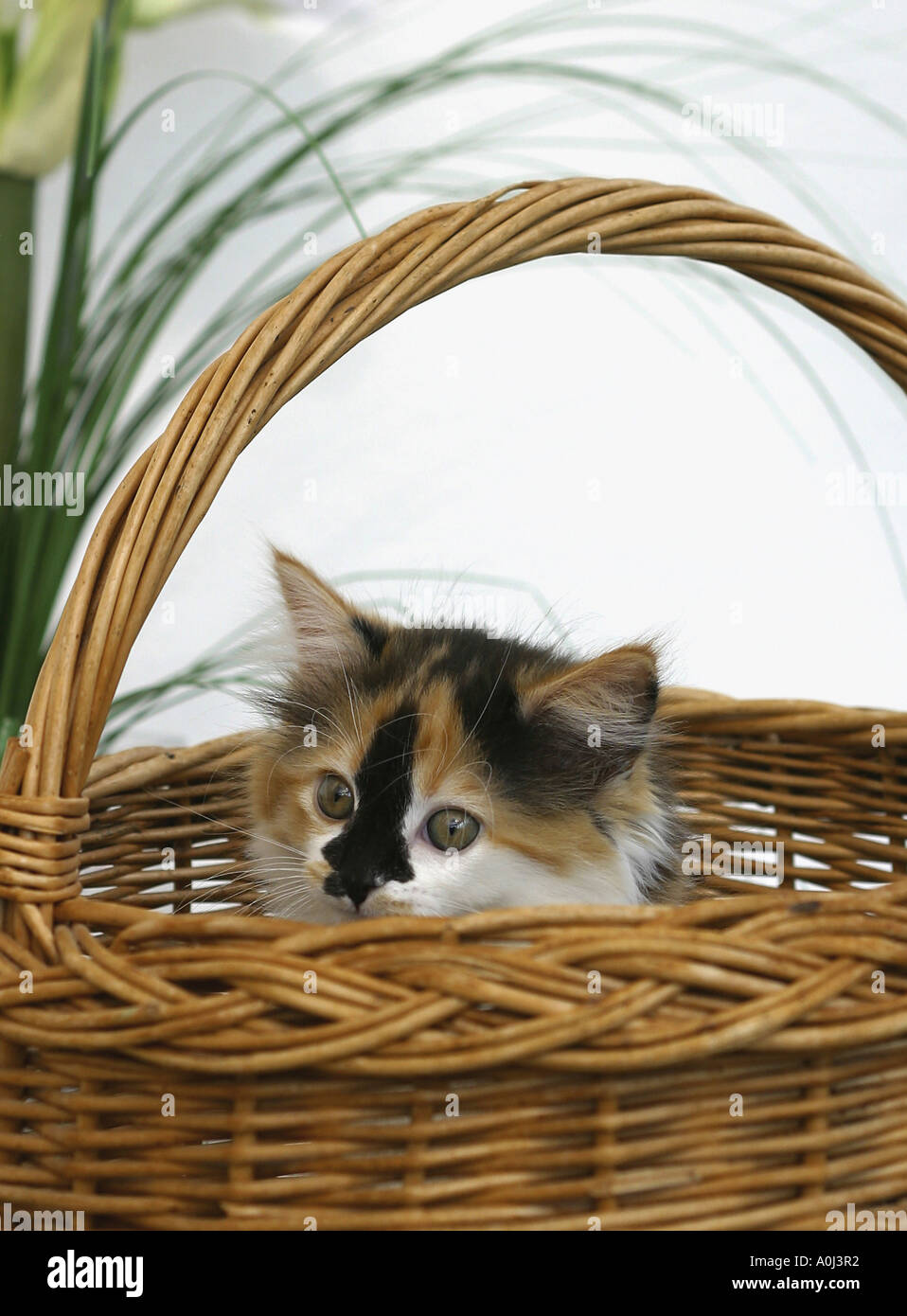 Kitten peeping out of a wicker basket Stock Photo