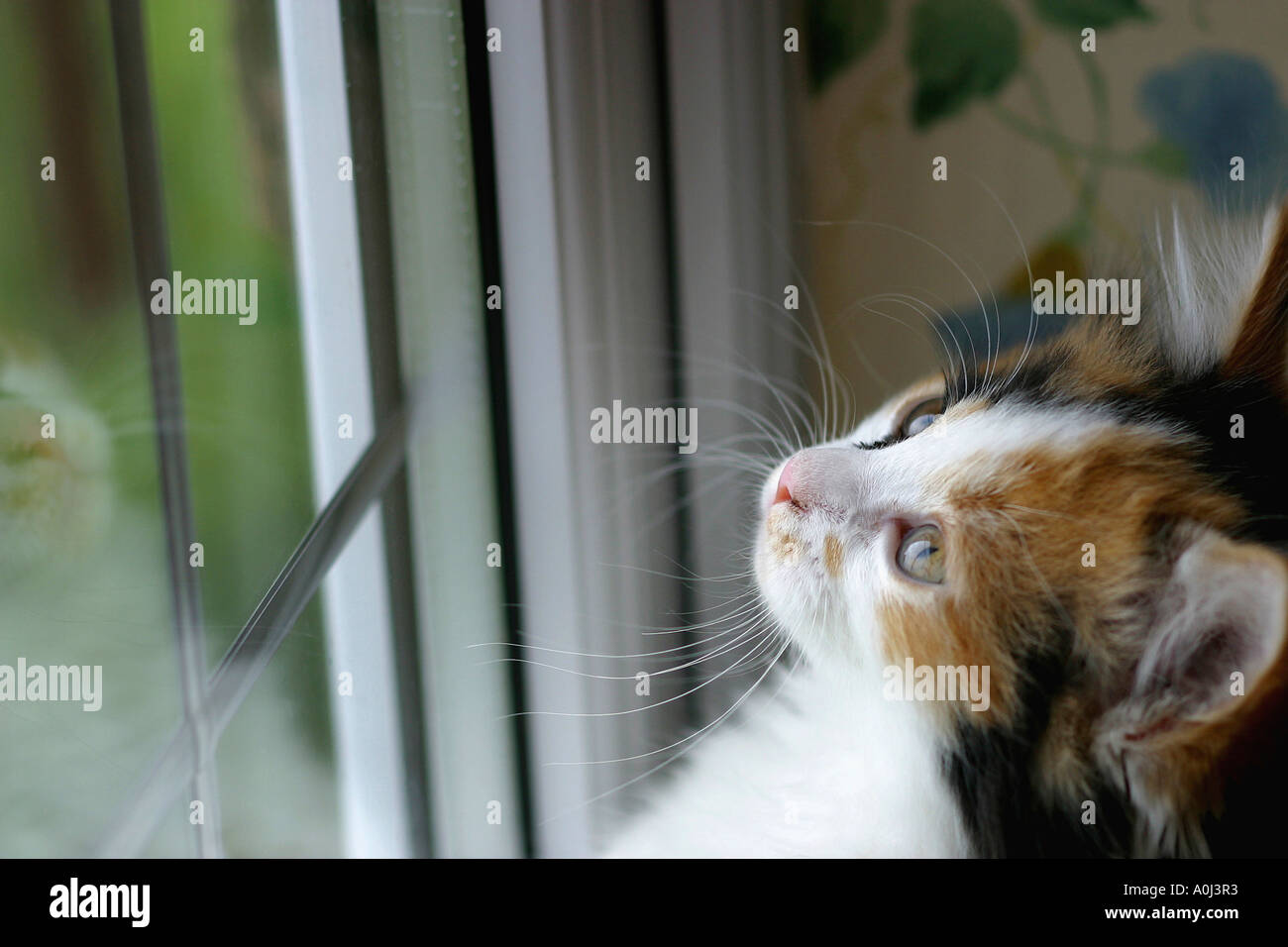 Close-up of a kitten standing against a window looking up Stock Photo