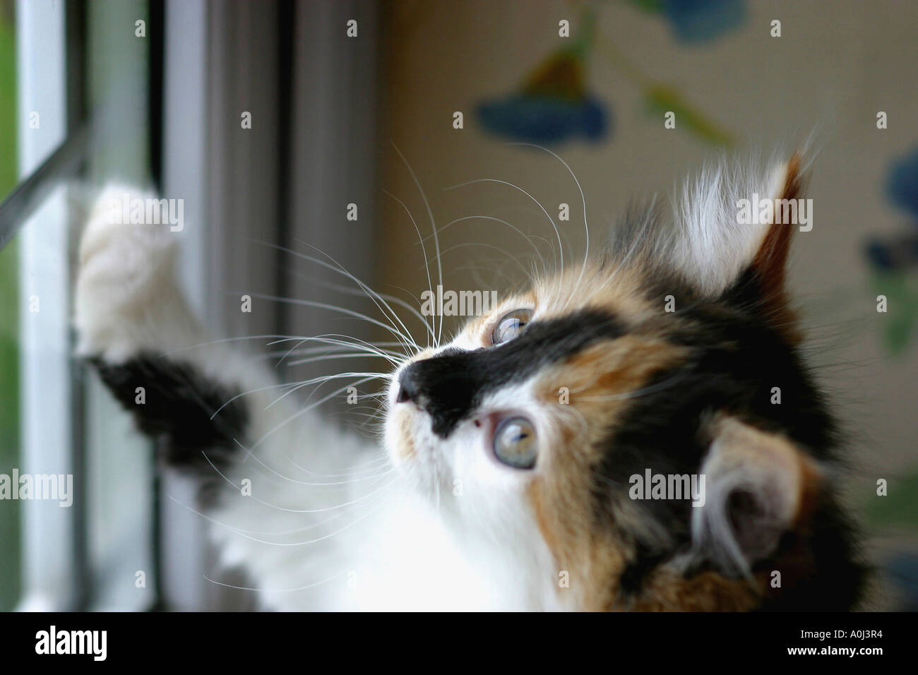 Close-up of a kitten standing against a window looking up Stock Photo