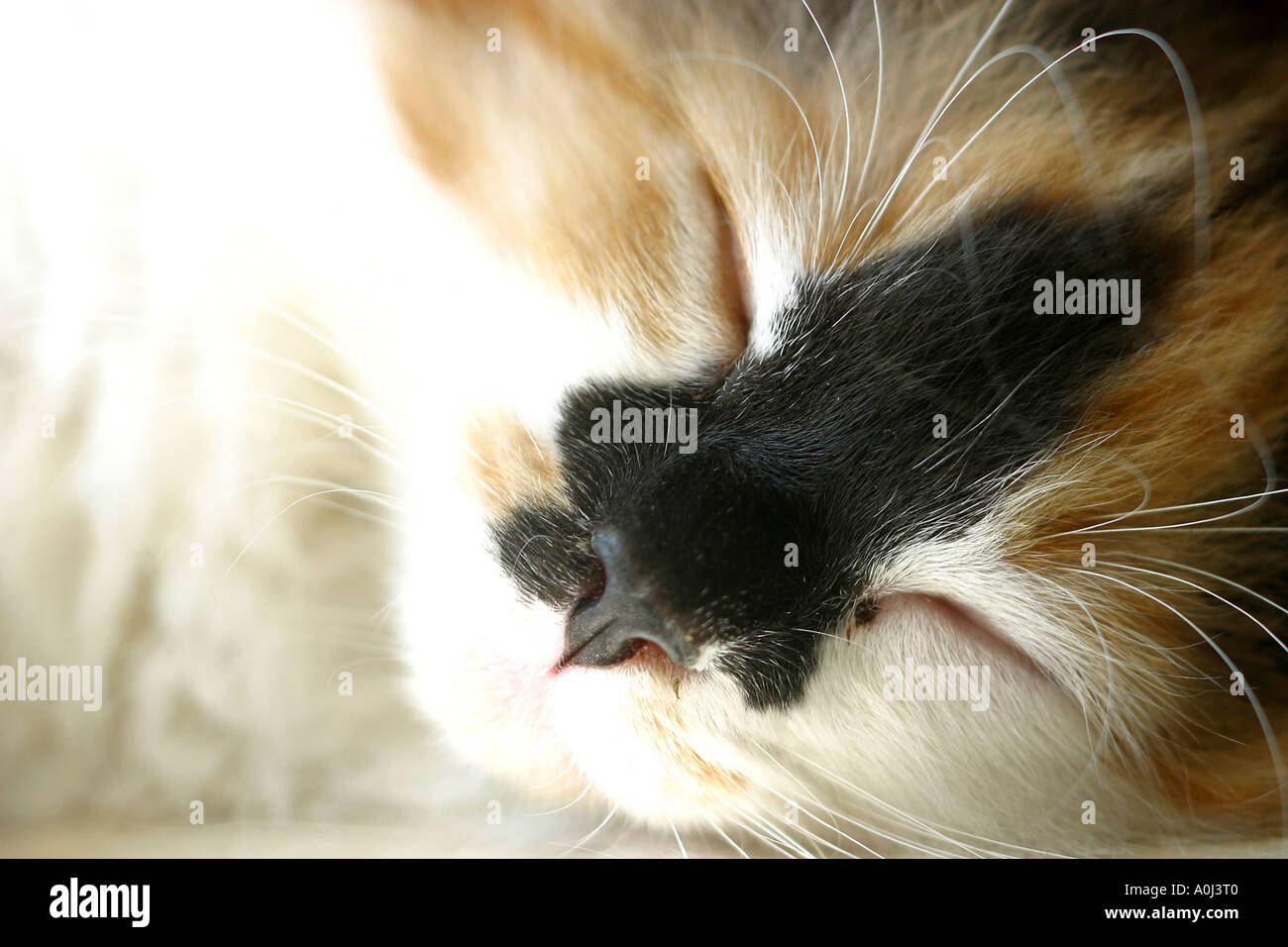 Close-up of a cat sleeping Stock Photo