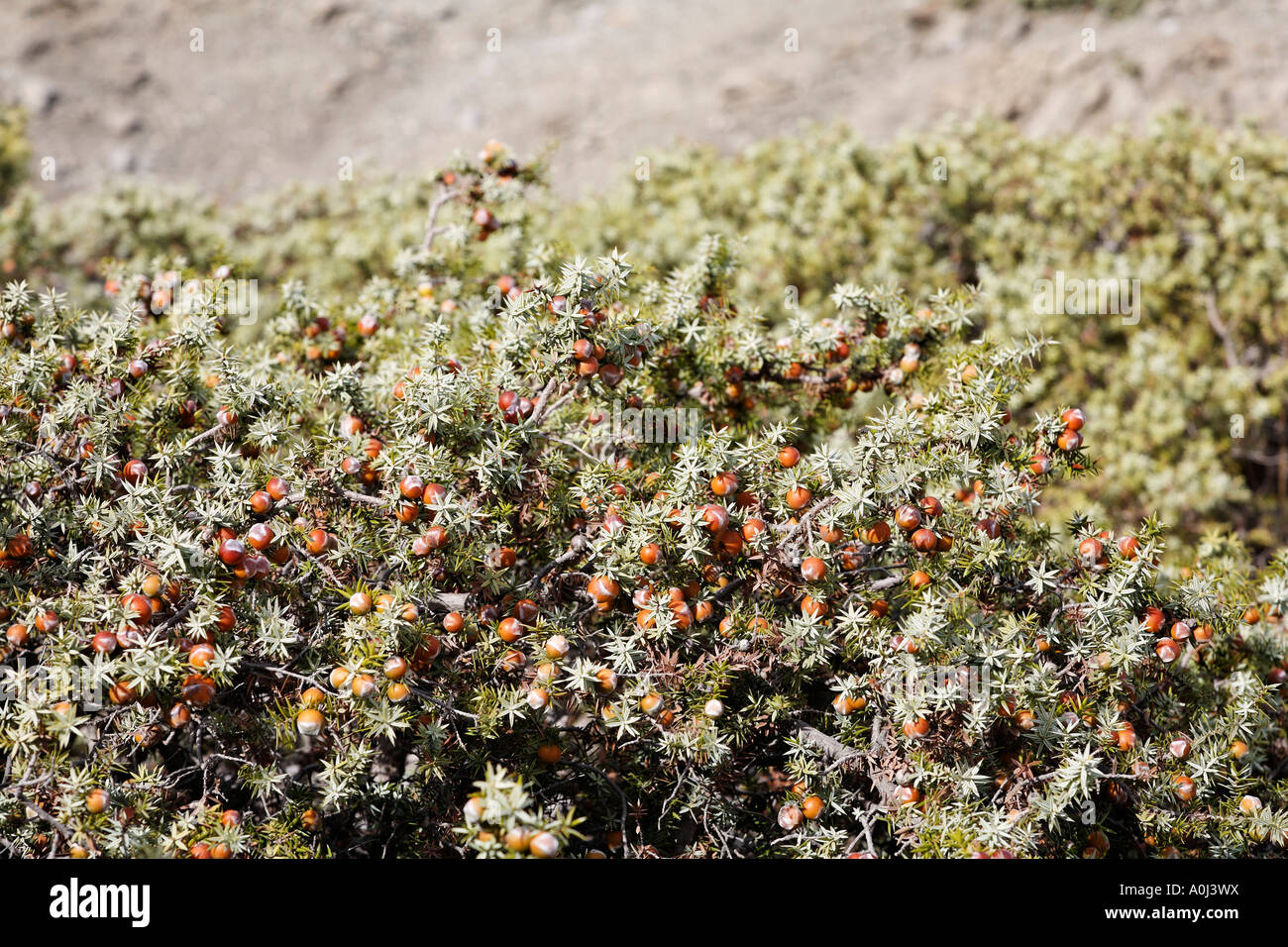 Juniper (Juniperus macrocarpa), Southcrete, Crete, Greece Stock Photo