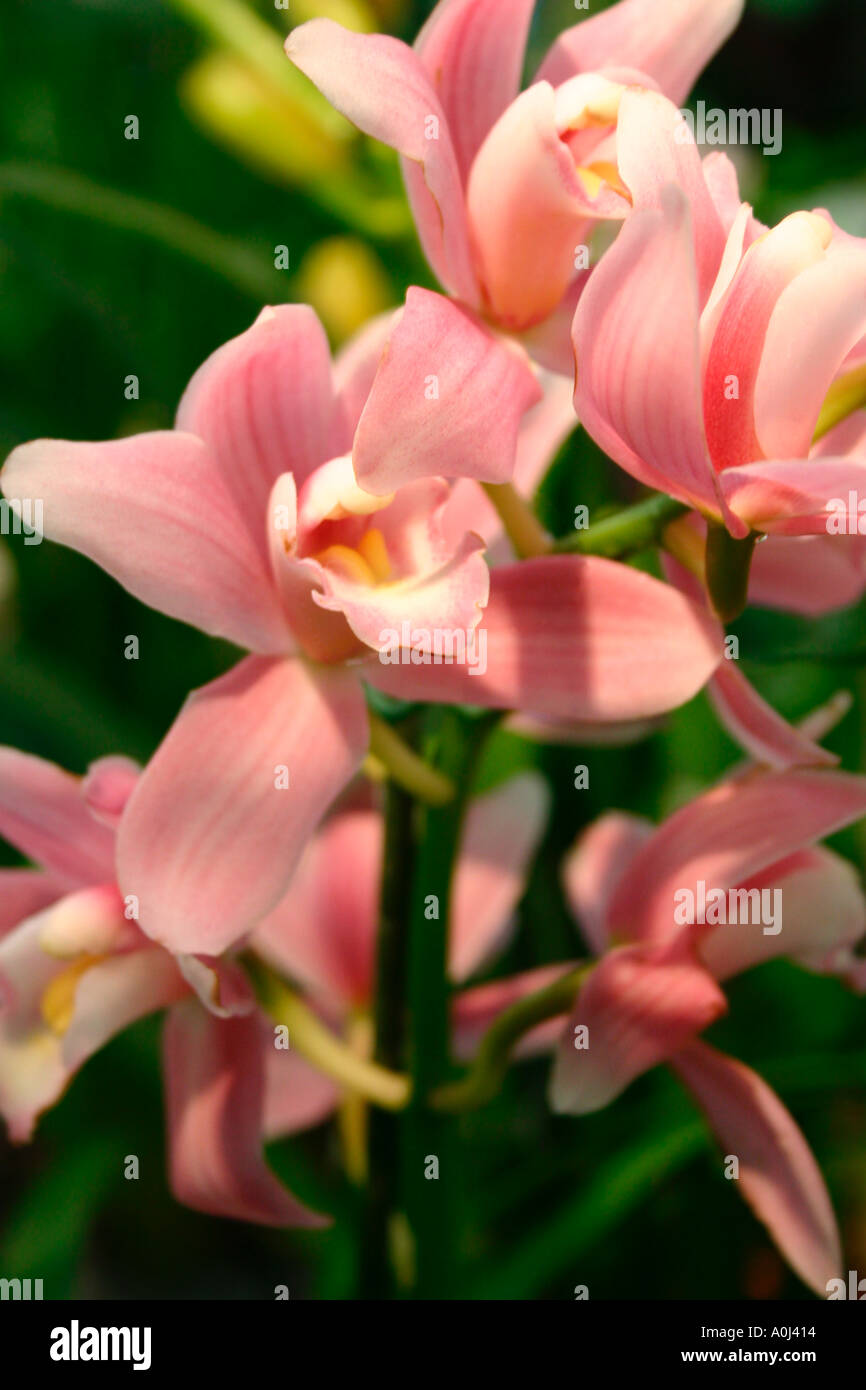 Orchid Plant Flower Brochure Catalogue Garden Magazine orange gardening