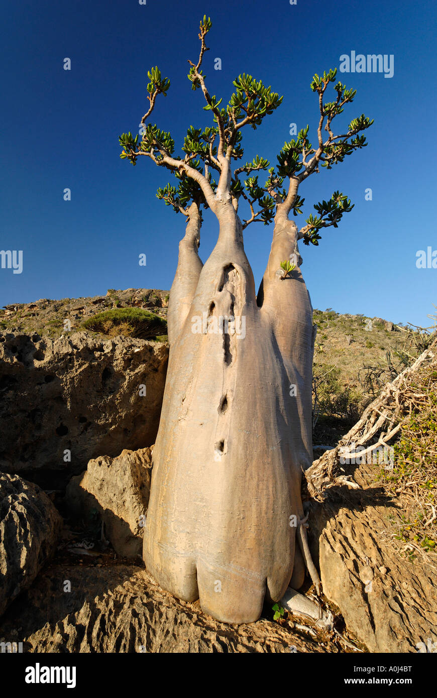 Socotra Desert Rose or Bottle Tree, adenium obesum sokotranum, Socotra