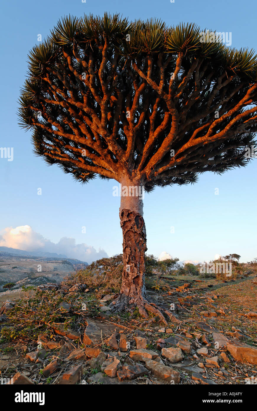 Dragon blood tree yemen hires stock photography and images Alamy