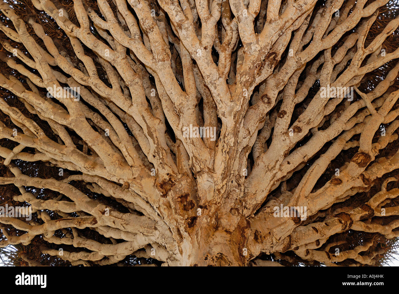 Dragon Blood Tree Branches High Resolution Stock Photography And Images Alamy Dragon Blood Tree Branches High Resolution Stock Photography And Images Alamy