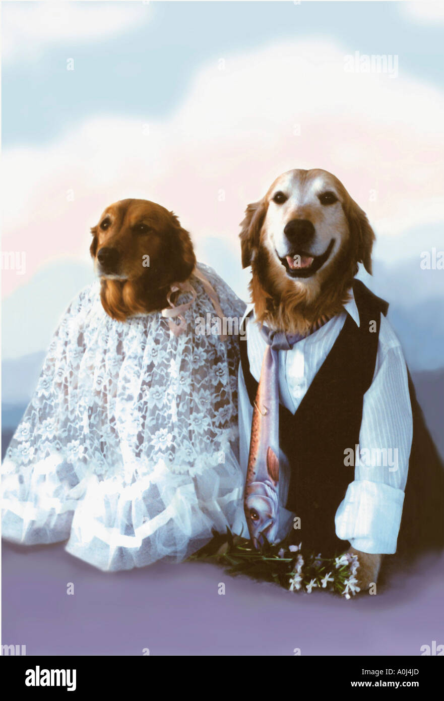 slim fit dress slacks Yellow Mirror Frock Dog Wedding Dress– Designer Bridal Outfit For Pets XXL