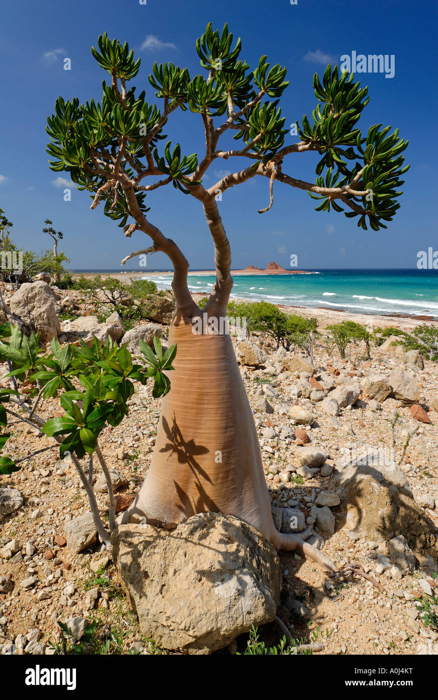 Socotra Desert Rose or Bottle Tree, adenium obesum sokotranum, Socotra