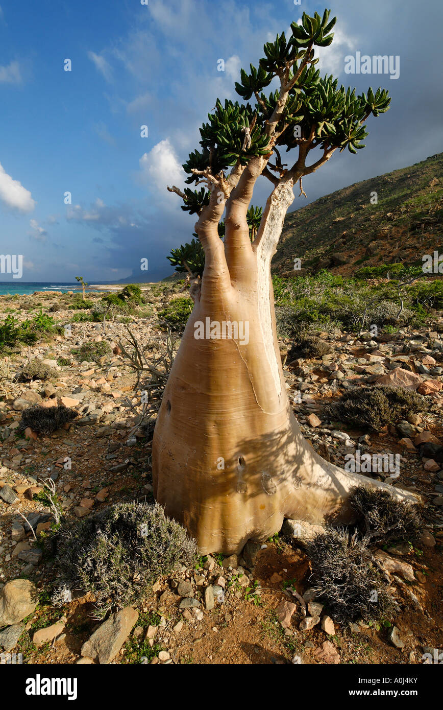Socotra Desert Rose or Bottle Tree, adenium obesum sokotranum, Socotra