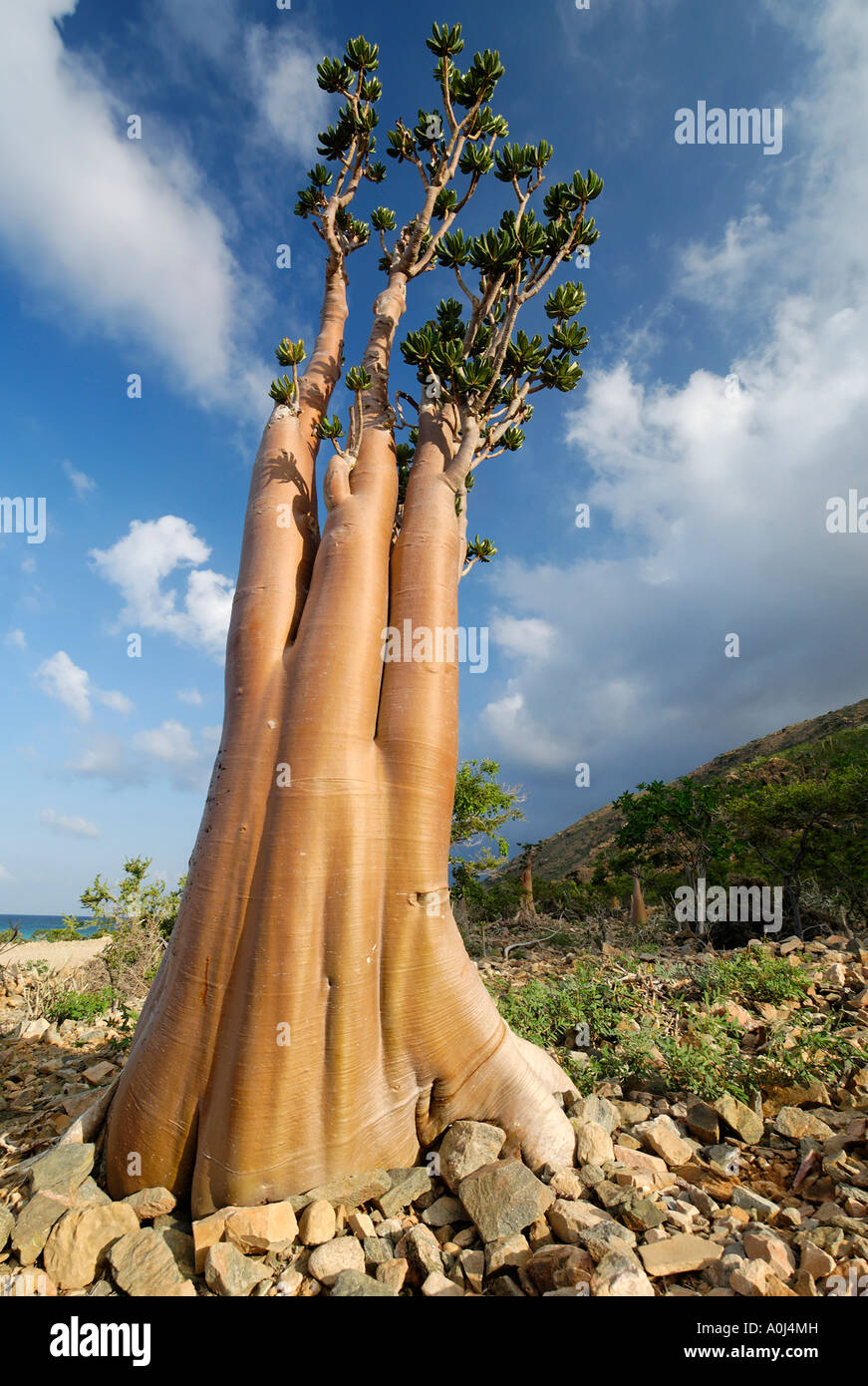 Socotra Desert Rose or Bottle Tree, adenium obesum sokotranum, Socotra
