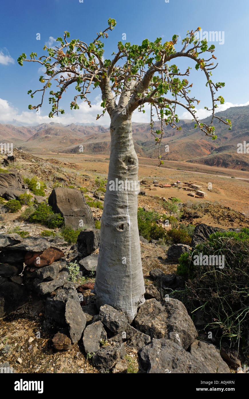 Cucumber Tree, Socotra island, UNESCO World Heritage Site, Yemen Stock