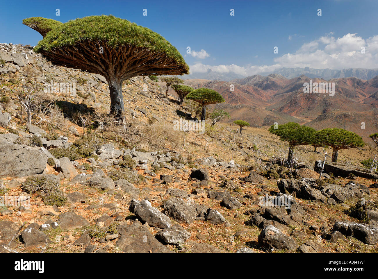 Dragon´s Blood Tree on Socotra island, UNESCO World Heritage Site, Yemen Stock Photo Alamy
